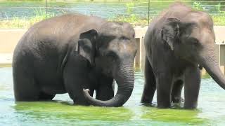 Asian elephant Exhibit (Toyohashi Zoo and Botanical Park, Aichi, Japan) July 24, 2021