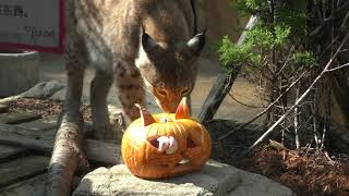 シベリアオオヤマネコ にハロウィンかぼちゃのプレゼント (王子動物園) 2019年10月27日