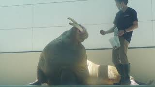 Walrus (TOBA AQUARIUM, Mie, Japan) July 17, 2022