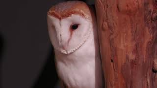 Barn Owl (DMM Kariyushi Aquarium, Okinawa, Japan) July 29, 2023
