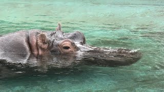 カバ の『マイ』 (東武動物公園) 2020年9月18日