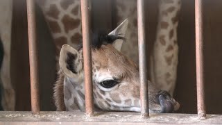 キリン の 赤ちゃん 『ひまわり』 (神戸市立 王子動物園) 2020年8月4日