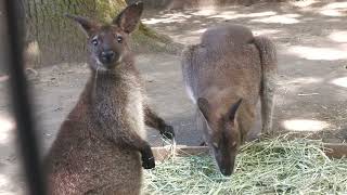 Bennett's wallaby (Rakujuen, Shizuoka, Japan) July 31, 2022