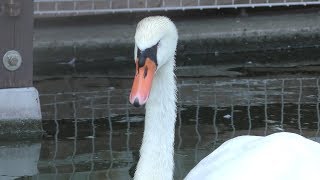 Swan pond (Kahoku Children's Zoo, Yamagata, Japan) August 5, 2019