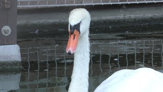 白鳥池 (河北町児童動物園) 2019年8月5日