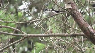 エナガ (兵庫県神戸市) 2019年10月17日