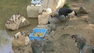 水禽舎 (王子動物園) 2019年10月27日