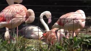 フラミンゴ (伊豆シャボテン動物公園) 2018年4月22日