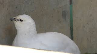 Svalbard rock ptarmigan (Nagano City Chausuyama Zoo, Nagano, Japan) November 4, 2018