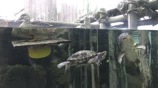 Spot-billed duck, Chinese pond turtle & Koi (Shinagawa Aquarium, Tokyo, Japan) Nov. 26, 2017