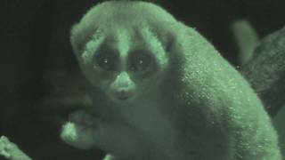 Slow loris in the Meal (Ueno Zoological Gardens, Tokyo, Japan) May 13, 2018