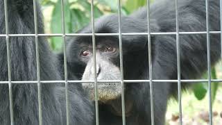 Siamang (Higashiyama Zoo and Botanical Gardens, Aichi, Japan) June 25, 2023