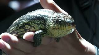 Bluetongue skink | The Forest of Spirits (átoa, Hyogo, Japan) October 30, 2021