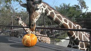 キリン にハロウィンかぼちゃのプレゼント (王子動物園) 2019年10月27日