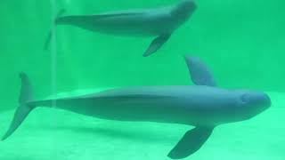Finless porpoise (TOBA AQUARIUM, Mie, Japan) July 17, 2022