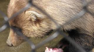 アナグマ (悠久山小動物園) 2019年4月6日