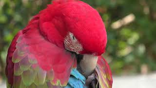 4 types Scarlet Macaw (Chiba Zoological Park, Chiba, Japan) September 24, 2017