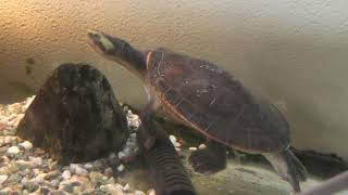 Red-bellied short-necked turtle (Kusatsu Tropical Wonderland, Gunma, Japan) November 11, 2018