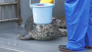 Spotted Seal (Suma Aqualife Park, Hyogo, Japan) May 31, 2023