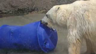 Polar bear (Asahiyama Zoo, Hokkaido, Japan) February 11, 2018