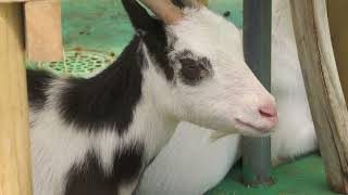 ヤギ (浦安市交通公園 動物広場) 2023年8月4日