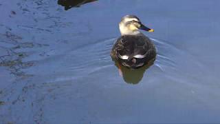 カルガモ (愛知県豊橋市) 2018年12月13日