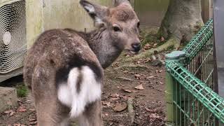 仔ヤギ と 仔シカ (福知山市動物園) 2019年11月24日