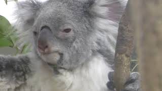 Koala (Saitama Children's Zoo, Saitama, Japan) February 3, 2018