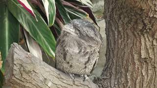 Tawny Frogmouth (Kakegawa Kachouen, Shizuoka, Japan) July 30, 2022