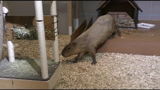 かわうそかぴばランド・お帰り時間の様子 (八景島シーパラダイス) 2018年4月14日