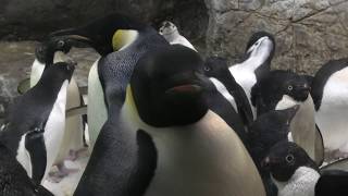 Emperor penguin (ADVENTURE WORLD, Wakayama, Japan) January 18, 2020