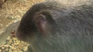 Lesser bamboo rat (Metchaomoroi Zoo, Shiga, Japan) October 7, 2021