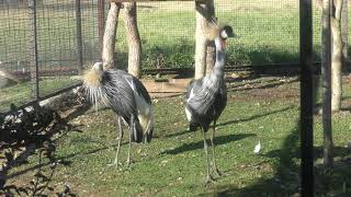 ホオジロカンムリヅル の『ほぺ』と『ほぺこ』 (のんほいパーク／豊橋総合動植物公園) 2018年12月13日