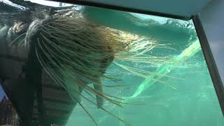 Walrus (TOBA AQUARIUM, Mie, Japan) January 1, 2018