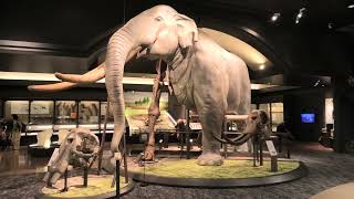 Ancient elephants Exhibition (Lake Biwa Museum, Shiga, Japan) October 7, 2021