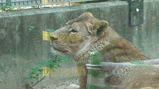 Lion (Oji Zoo, Hyogo, Japan) October 14, 2021