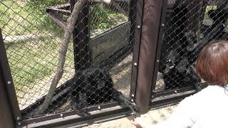フクロテナガザル のガイド (九十九島動植物園 森きらら) 2019年4月22日