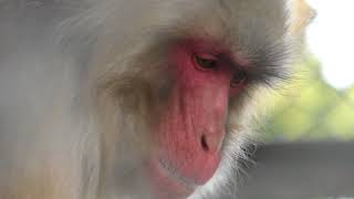 Japanese macaque (Odawara Zoo, Kanagawa, Japan) April 22, 2018