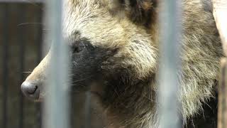 Japanese Raccoon Dog (UTSUNOMIYA ZOO, Tochigi, Japan) April 30, 2018