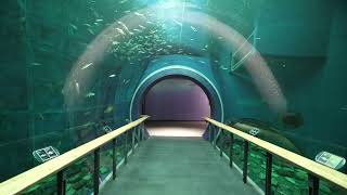 Tunnel tank (Lake Biwa Museum, Shiga, Japan) October 7, 2021