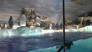 ペンギン水槽 (名古屋港水族館) 2017年11月18日