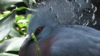 Victoria crowned-pigeon (KOBE ANIMAL KINGDOM, Hyogo, Japan) April 23, 2021