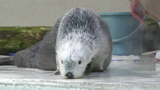 Sea otter (TOBA AQUARIUM, Mie, Japan) August 13, 2022