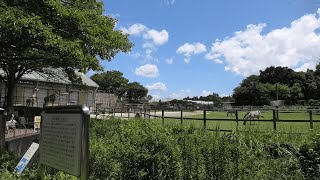 ミニサファリ (浜松市動物園) 2021年7月25日