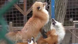 Fox Fighting (Zao Fox Village, Miyagi, Japan) January 21, 2018