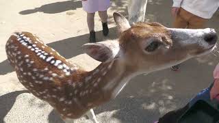 Axis deer (KOBE ANIMAL KINGDOM, Hyogo, Japan) October 24, 2021