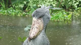 Shoebill (KOBE ANIMAL KINGDOM, Hyogo, Japan) July 14, 2023