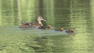 Spot-billed duck (Hokkaido, Japan) July 9, 2019