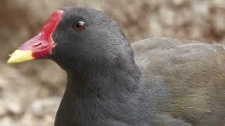 Common Moorhen (KOBE ANIMAL KINGDOM, Hyogo, Japan) July 14, 2023