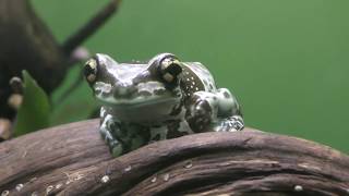 ジュウジメドクアマガエル (サンシャイン水族館) 2018年5月10日